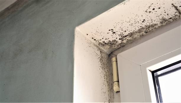 Best Real Estate Mold Inspection  in Baudette, MN