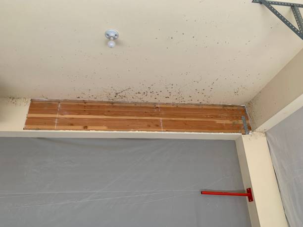 Best Comprehensive Air Testing for Mold Contaminants  in Baudette, MN
