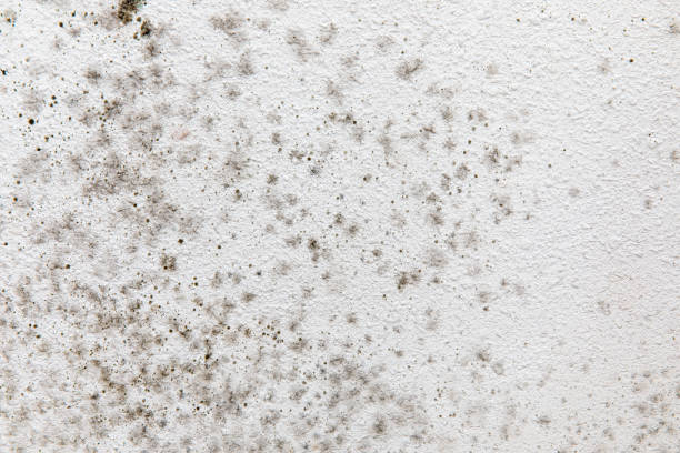 Best Black Mold Removal  in Baudette, MN