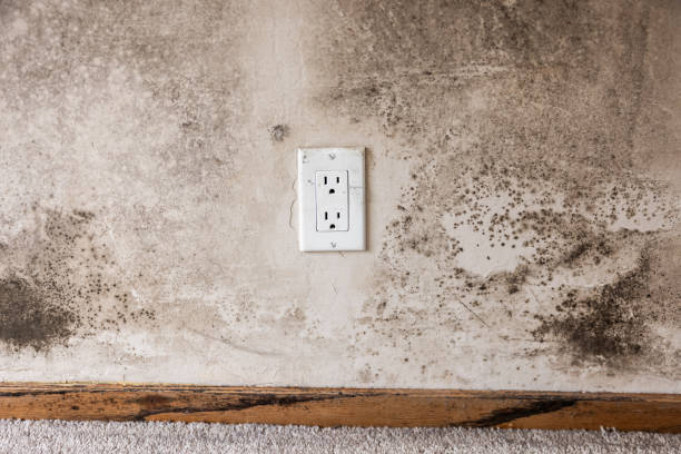 Asbestos and Lead Testing During Mold Inspection in Baudette, MN