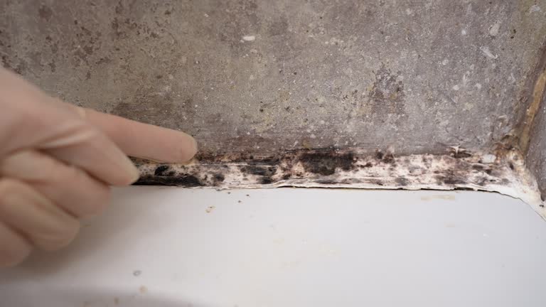 Best Comprehensive Air Testing for Mold Contaminants  in Baudette, MN