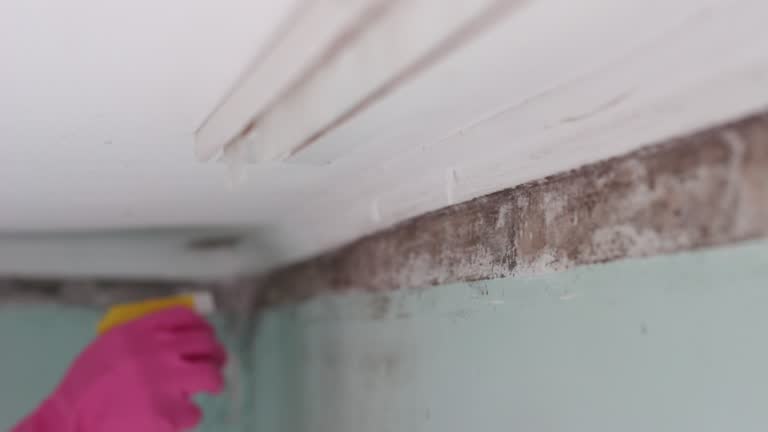 Best Emergency Mold Remediation  in Baudette, MN